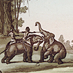 Охота на слона и бегемота